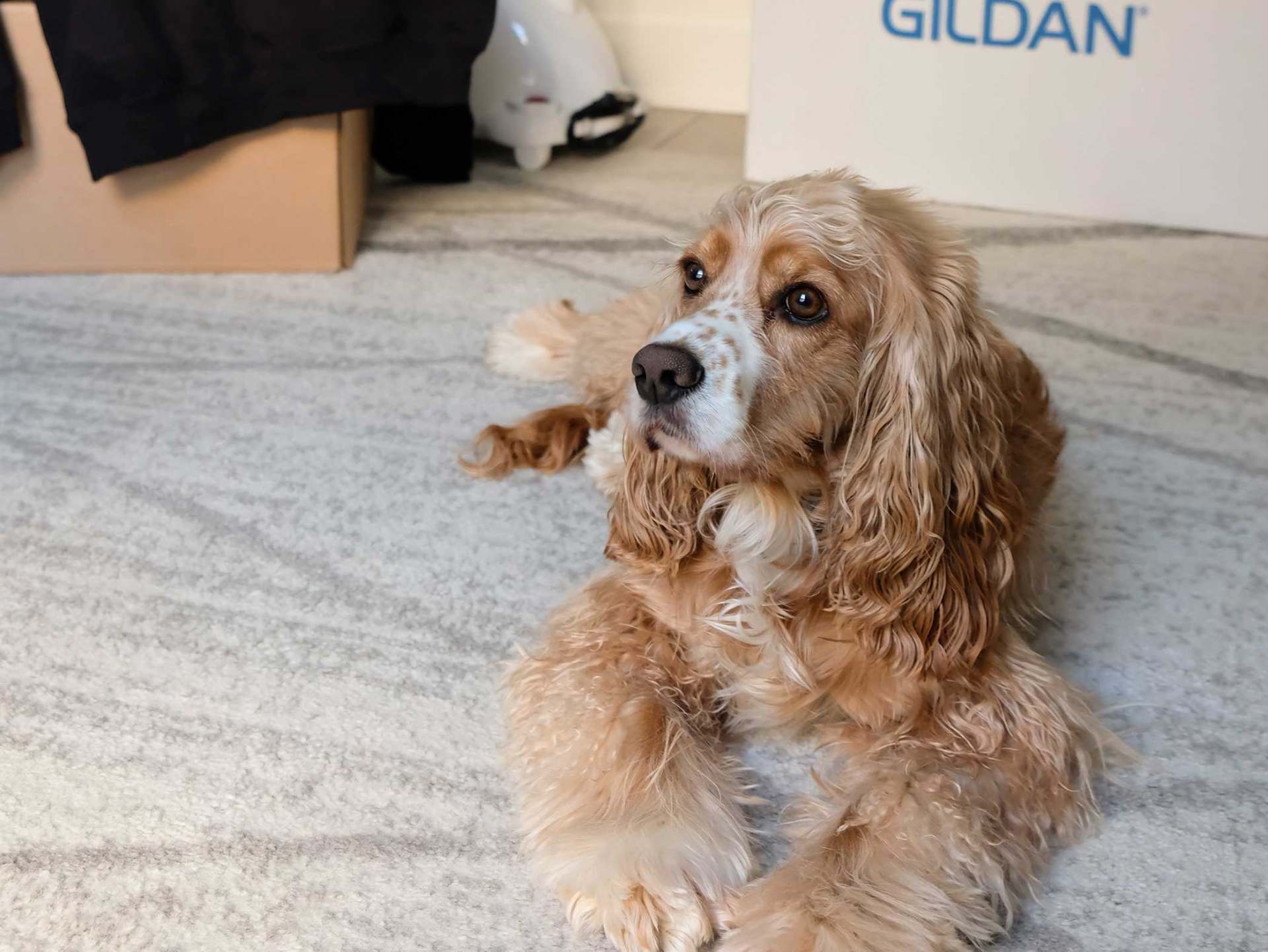 Gus — la mascotte d'Origami Studio